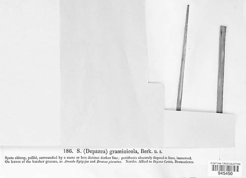 Sphaeria graminicola image